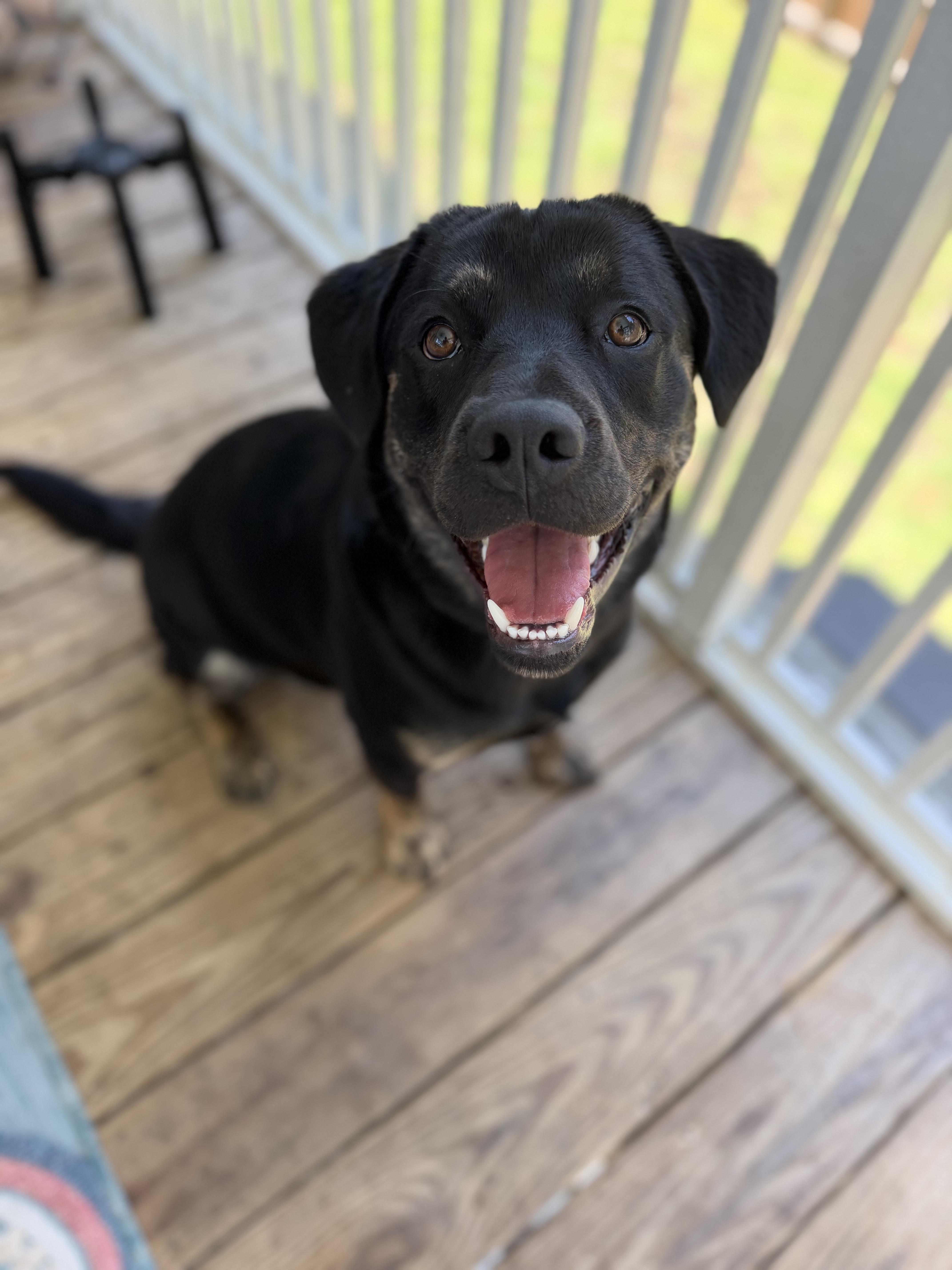 Enlarge Moose, a Adoptable mixed breed in Wando, SC image 2/6