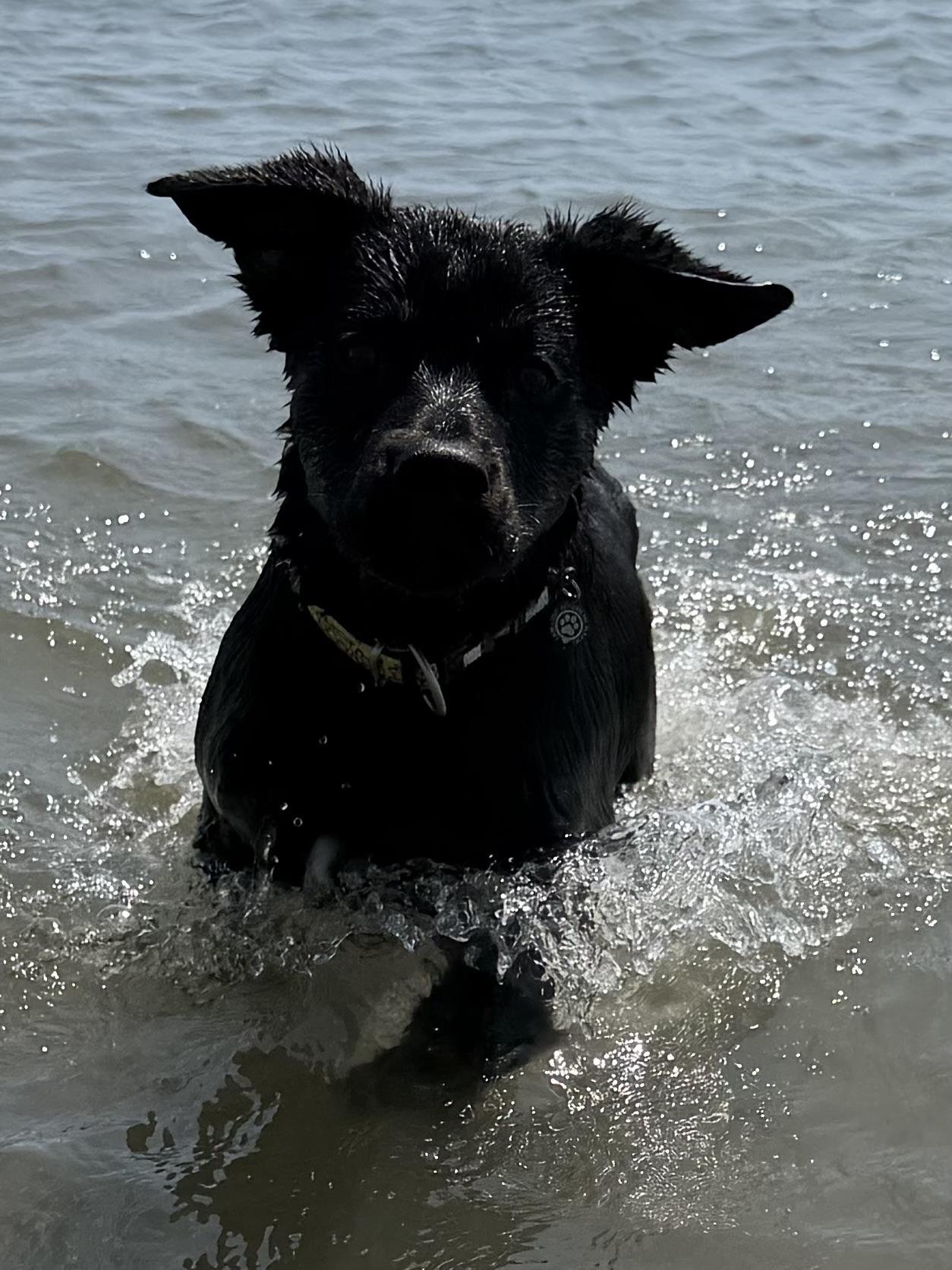 Enlarge Moose, a Adoptable mixed breed in Wando, SC image 4/6