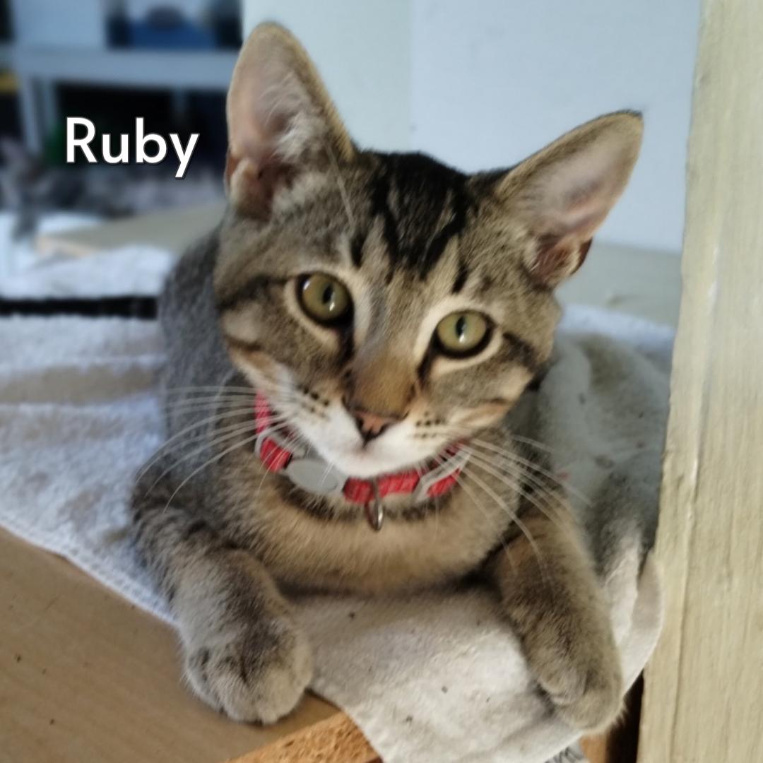 Enlarge Ruby (Courtesy Posting), an adopted mixed breed in Hermosa Beach, CA image 1/1