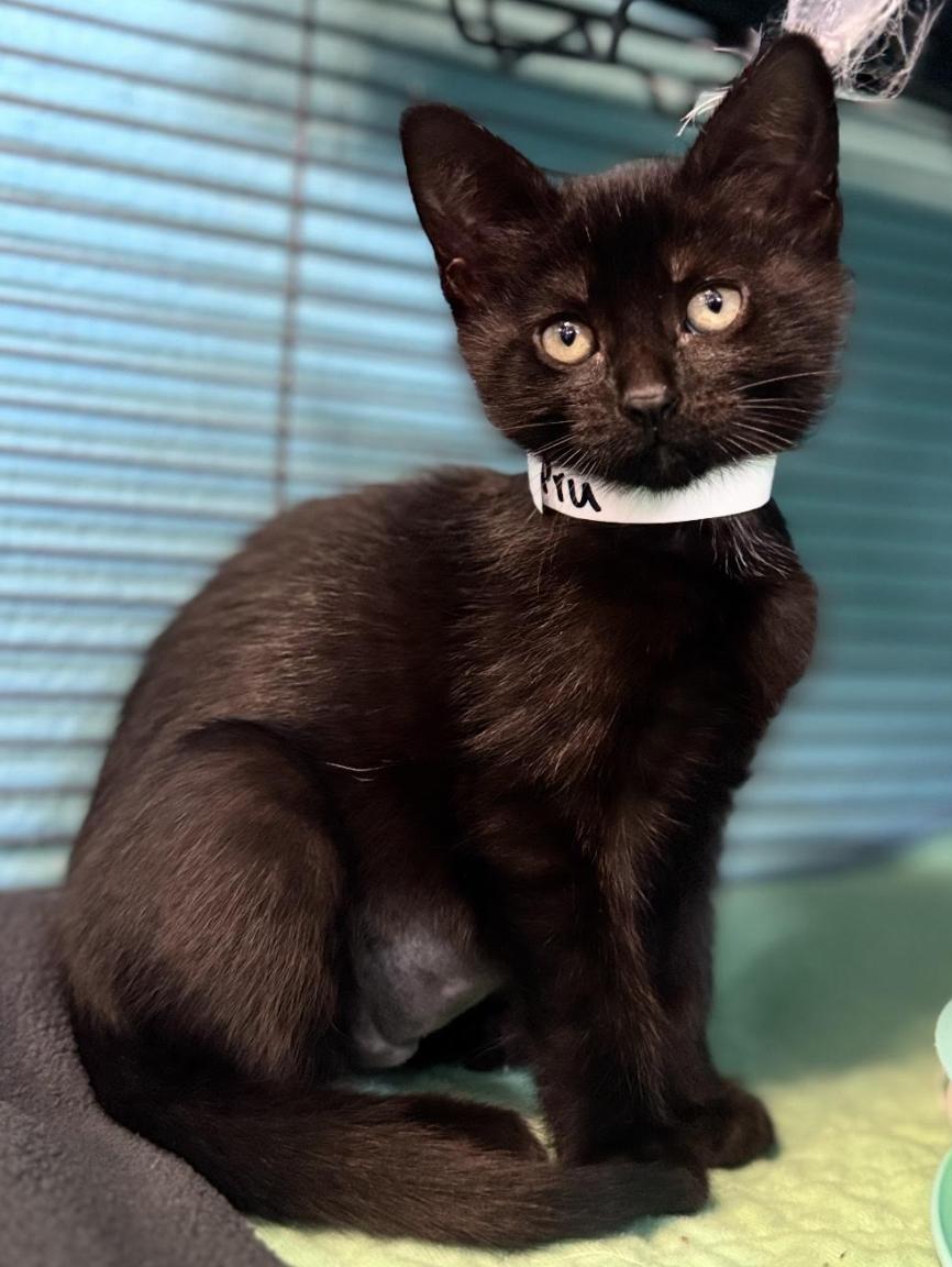 Pru, an adopted Domestic Short Hair in Long Beach, NY image 2/4