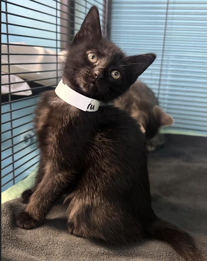 Pru, an adopted Domestic Short Hair in Long Beach, NY image 4/4
