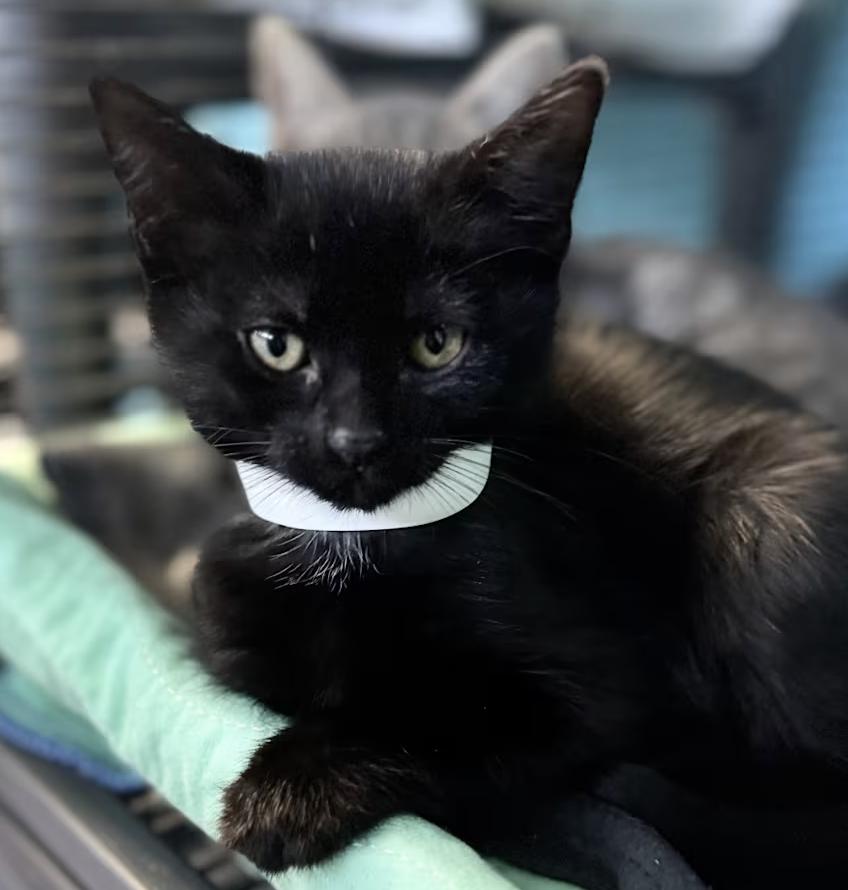 Pru, adopted, Kitten Female Domestic Short Hair.