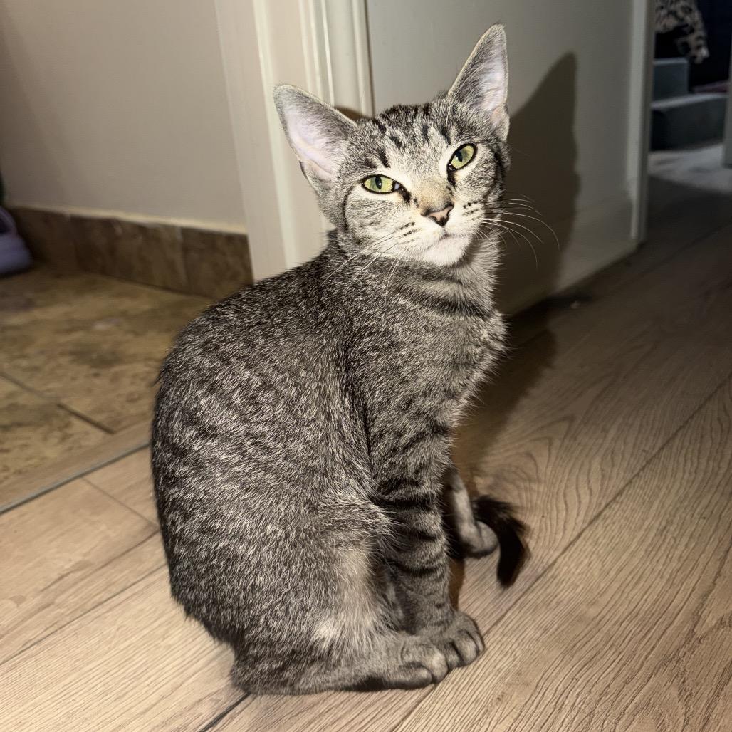 Enlarge Lil Lady, a Adoptable Domestic Short Hair in HERNANDO, MS image 1/1