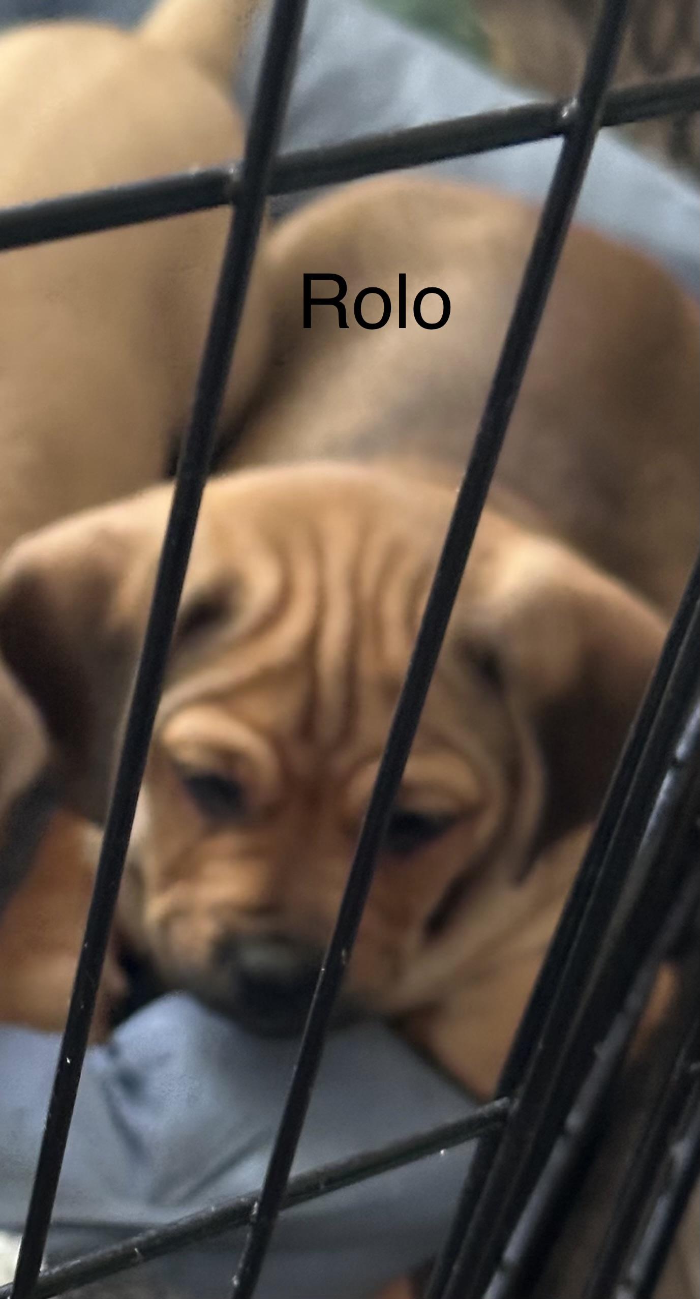 Rolo, ADOPTABLE, Puppy Male Dachshund & Pug.