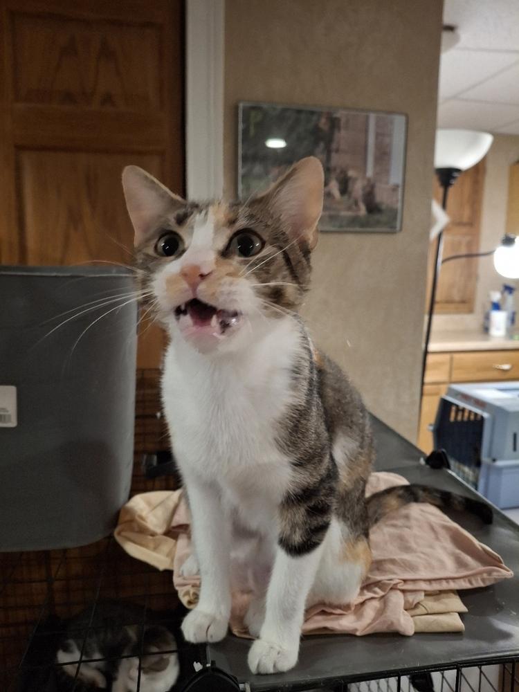 Palace W., Adoptable, Adult Female Domestic Short Hair.