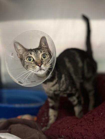 Pudding, Adoptable, Adult Female Domestic Short Hair & Domestic Short Hair.