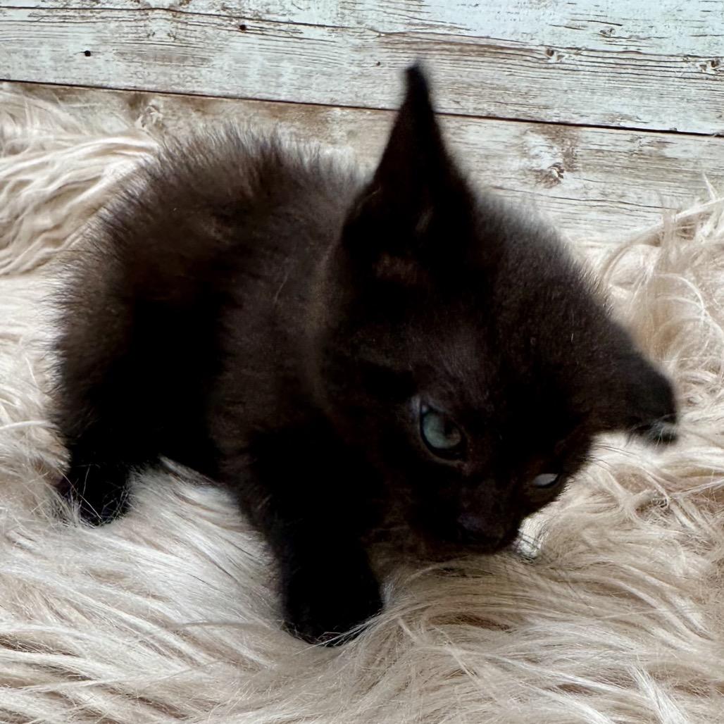 Enlarge Clove, a Adoptable Domestic Short Hair in Lexington, KY image 1/2