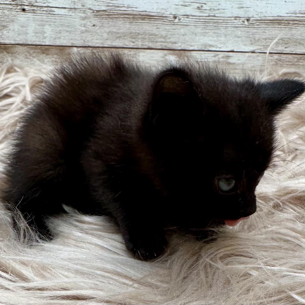 Enlarge Clove, a Adoptable Domestic Short Hair in Lexington, KY image 2/2