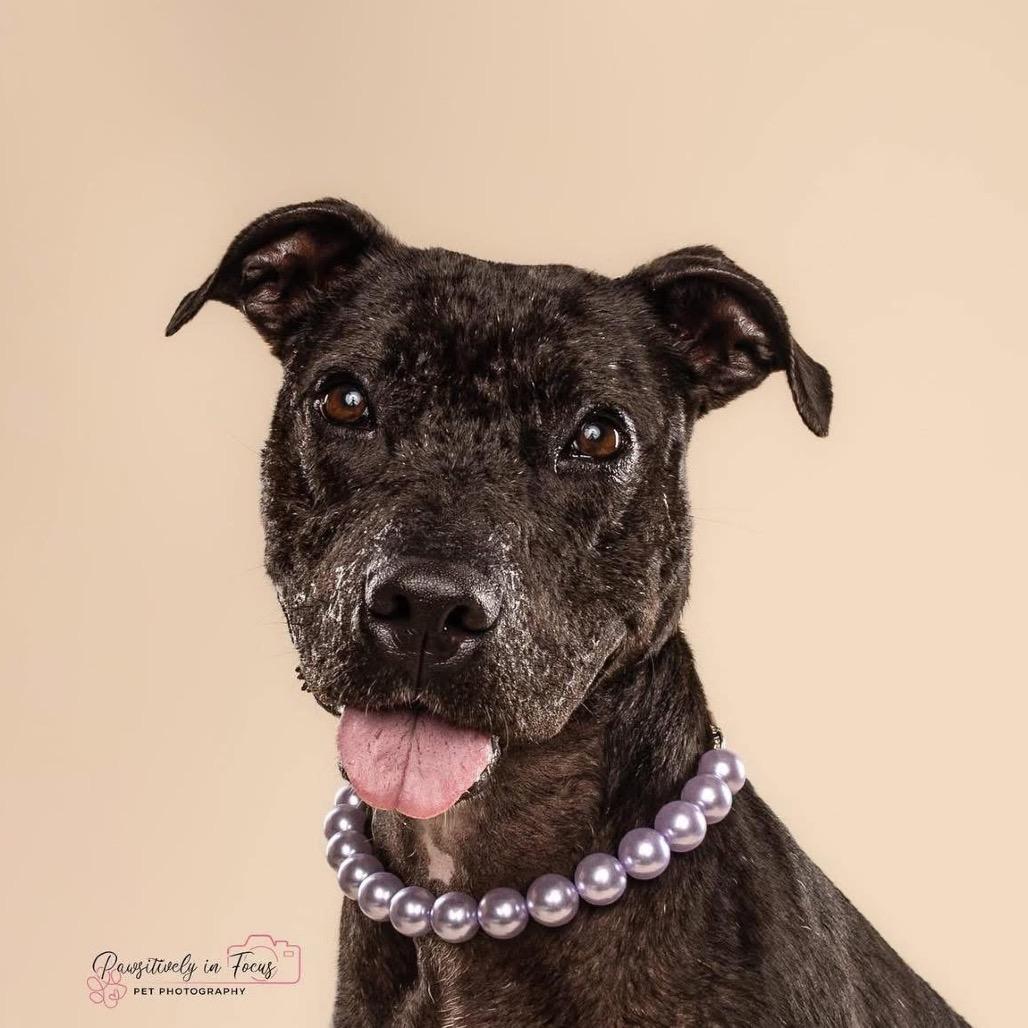 Enlarge Dolly, a ADOPTABLE American Staffordshire Terrier in Buffalo, NY image 4/5