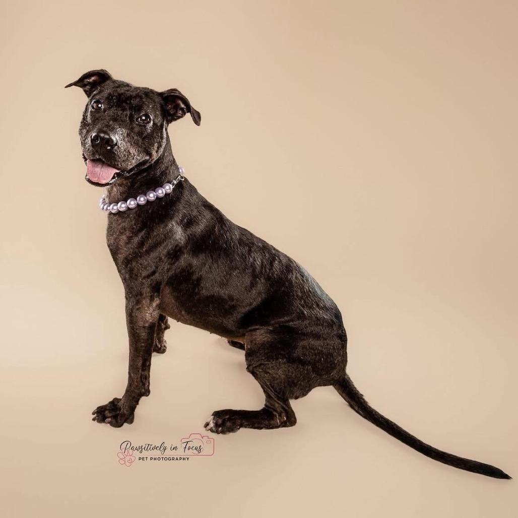 Enlarge Dolly, a ADOPTABLE American Staffordshire Terrier in Buffalo, NY image 5/5