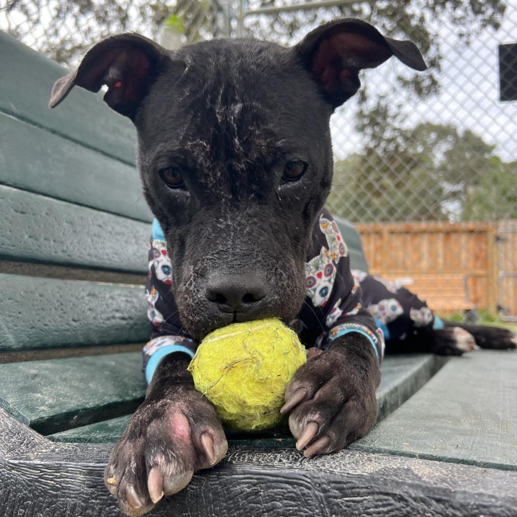 Enlarge Dolly, a ADOPTABLE American Staffordshire Terrier in Buffalo, NY image 2/5