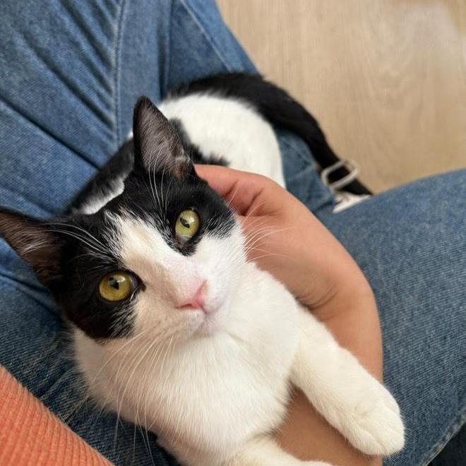 Paprika, Adoptable, Young Female Domestic Short Hair.