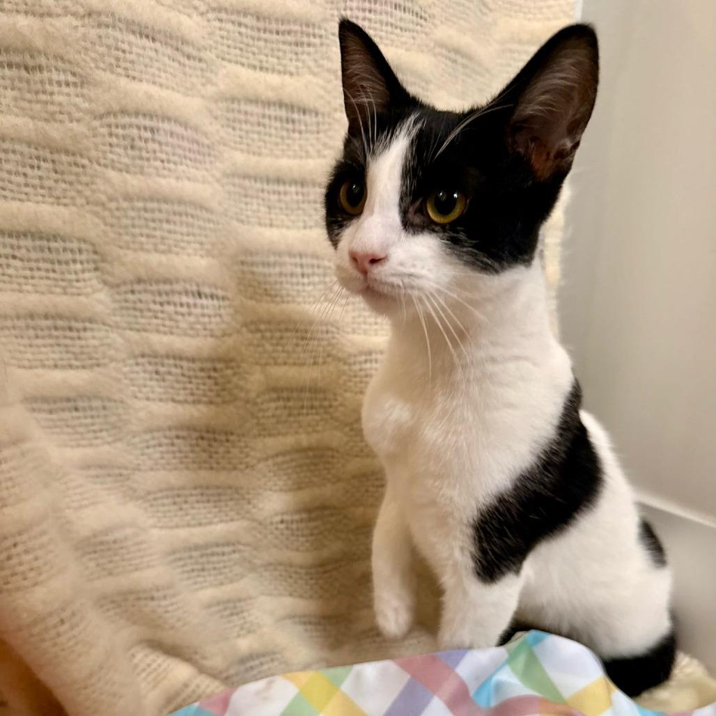 Enlarge Paprika, a Adoptable Domestic Short Hair in Brea, CA image 2/6