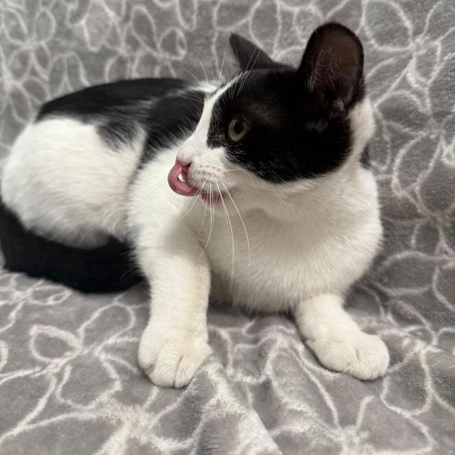 Enlarge Paprika, a Adoptable Domestic Short Hair in Brea, CA image 3/6