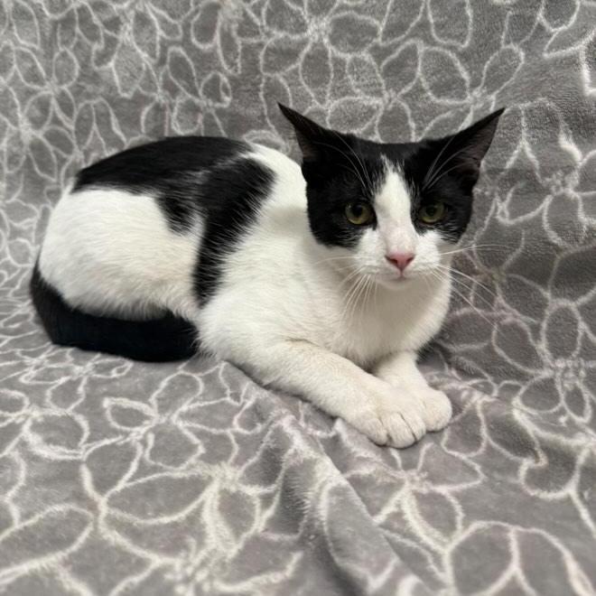 Enlarge Paprika, a Adoptable Domestic Short Hair in Brea, CA image 4/6