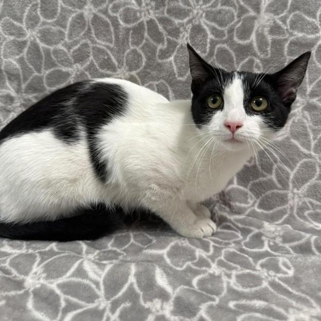 Enlarge Paprika, a Adoptable Domestic Short Hair in Brea, CA image 5/6