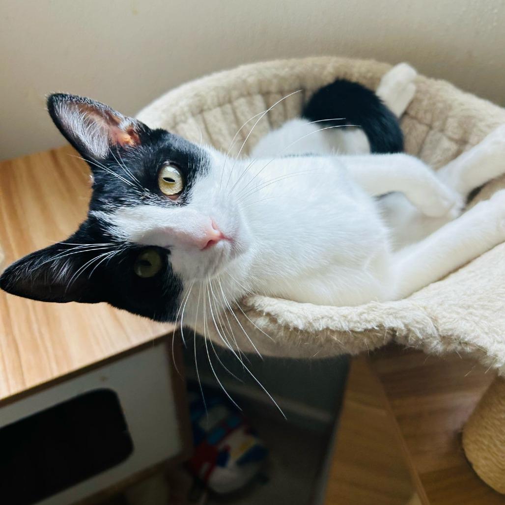 Enlarge Paprika, a Adoptable Domestic Short Hair in Brea, CA image 6/6