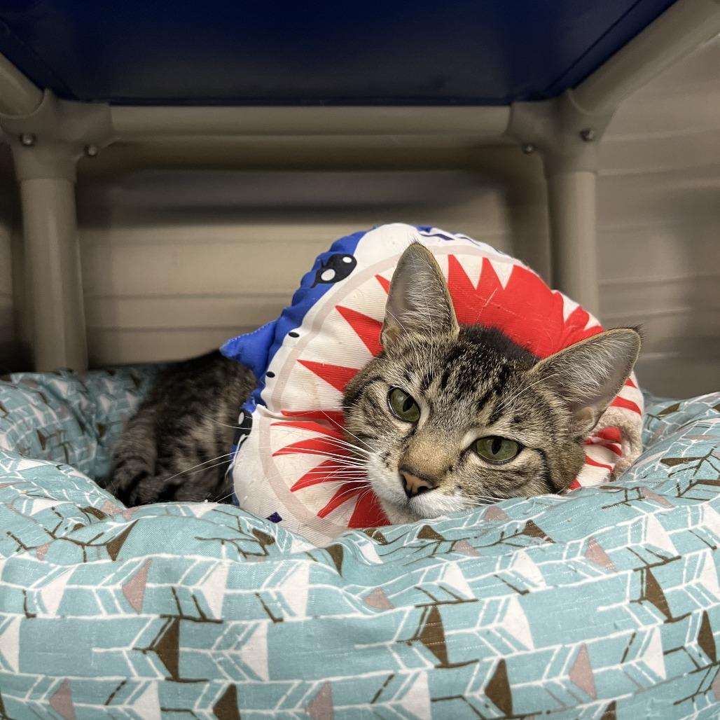 Peregrine, Adoptable, Adult Female Domestic Short Hair.
