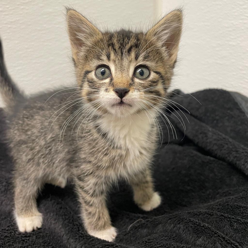 Enlarge Peregrine, a Adoptable Domestic Short Hair in Detroit Lakes, MN image 2/2