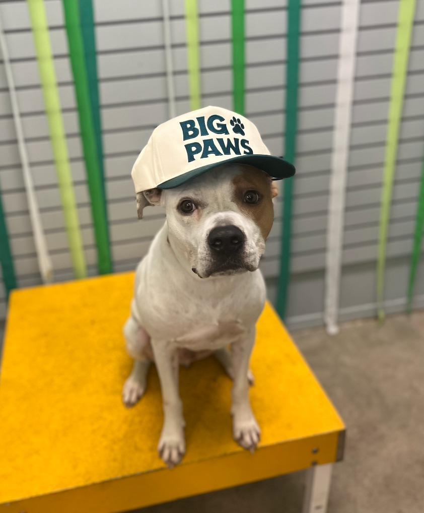 Enlarge Ace, a Adoptable mixed breed in Fayetteville, AR image 2/6