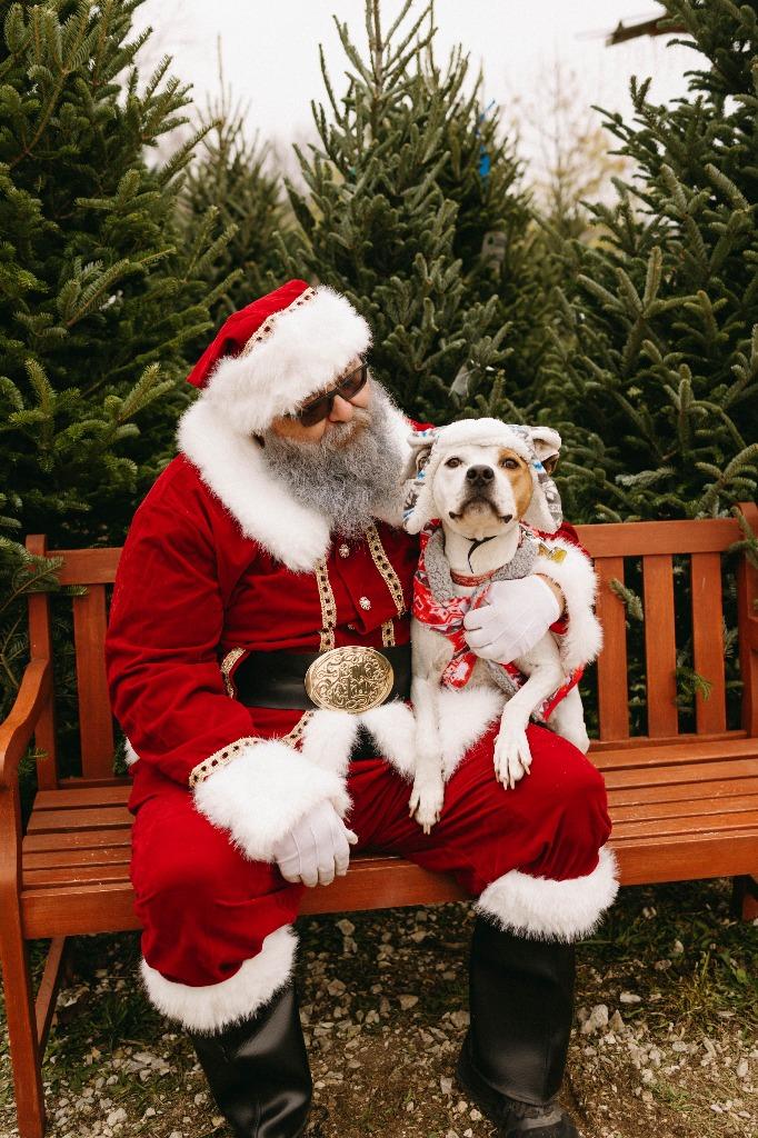 Ace, Adoptable, Adult Male Pit Bull Terrier & Mixed Breed.