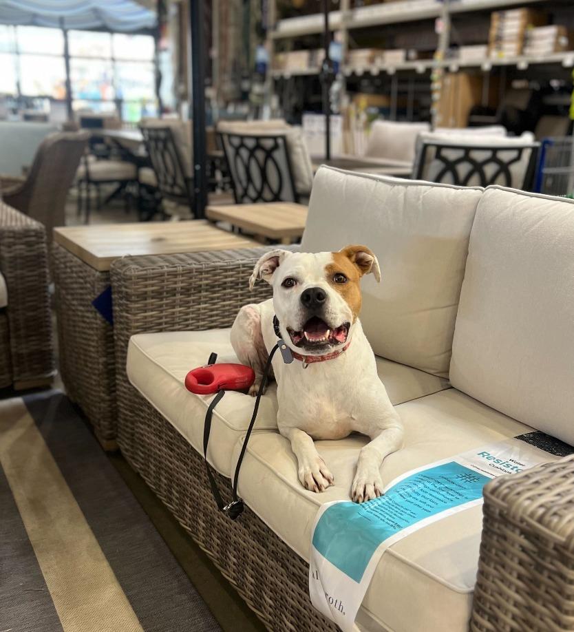 Enlarge Ace, a Adoptable mixed breed in Fayetteville, AR image 4/6