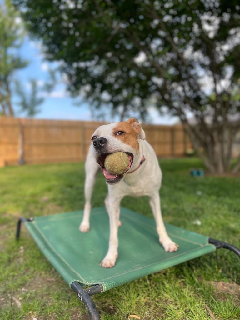Enlarge Ace, a Adoptable mixed breed in Fayetteville, AR image 3/6