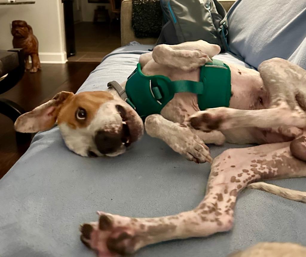 Enlarge Ace, a Adoptable mixed breed in Fayetteville, AR image 4/6