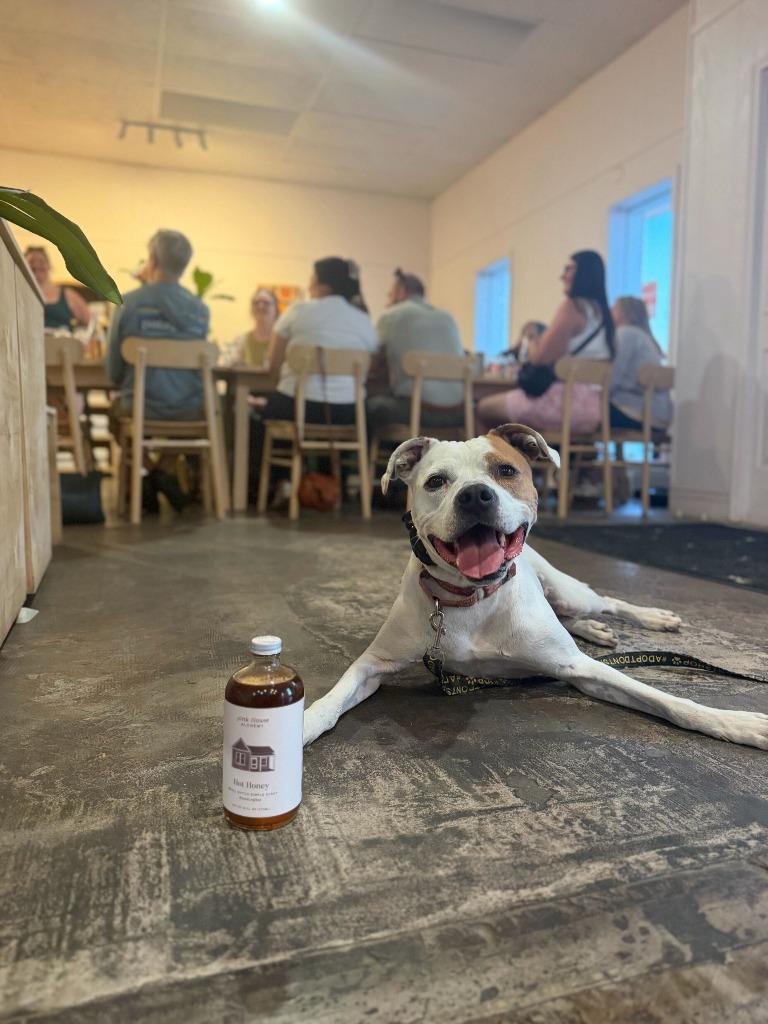 Enlarge Ace, a Adoptable mixed breed in Fayetteville, AR image 5/6