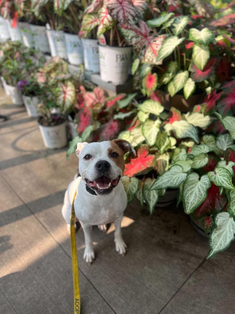 Enlarge Ace, a Adoptable mixed breed in Fayetteville, AR image 6/6