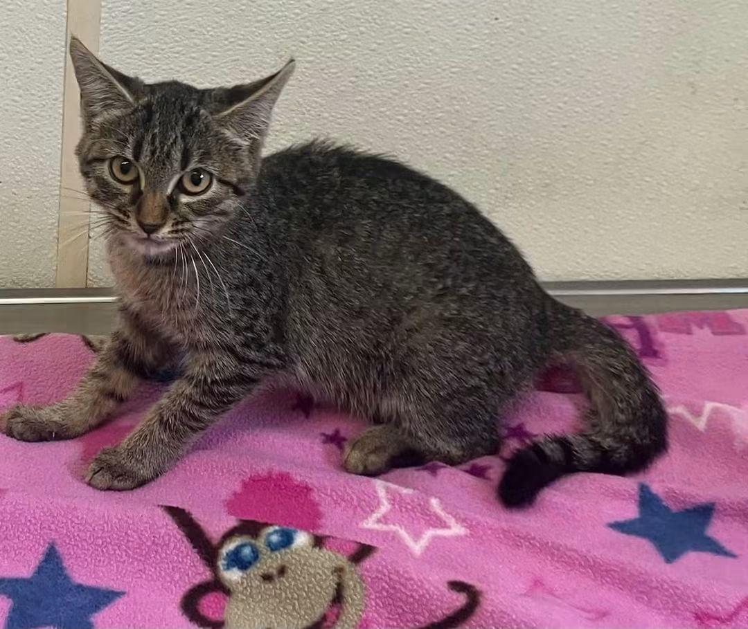 Alice - Tabby Kitten - #21, Adoptable, Kitten Female Domestic Short Hair.