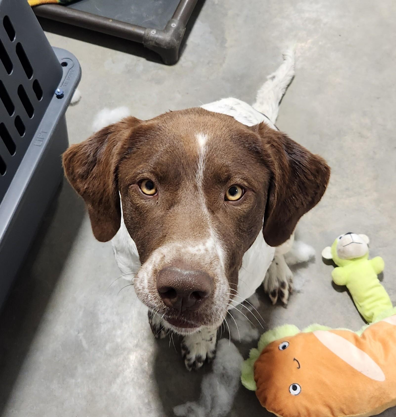 Rose, ADOPTABLE, Adult Female German Shorthaired Pointer.