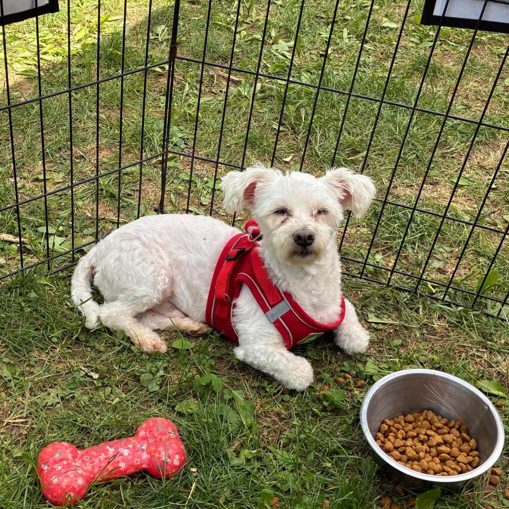 Snowman Sam, Adoptable, Adult Male Miniature Poodle.