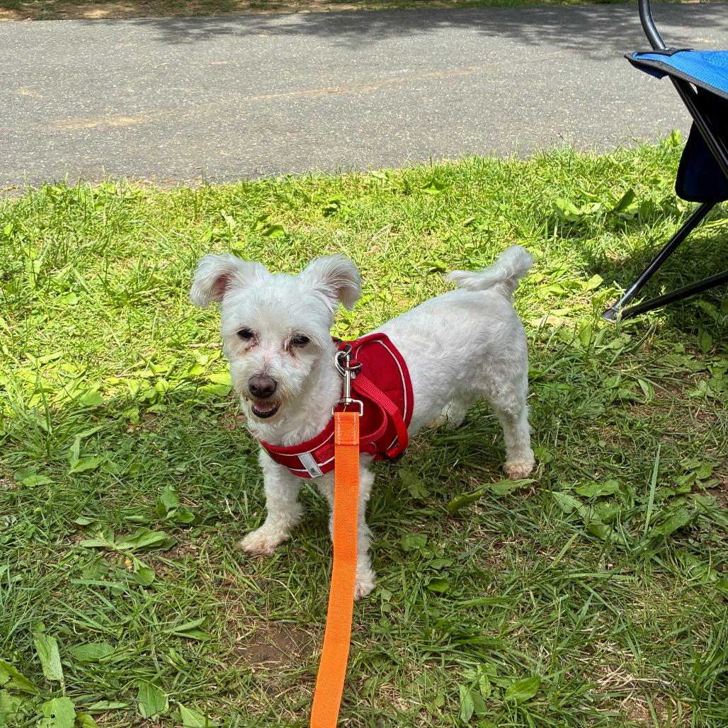 Snowman Sam, Adoptable, Adult Male Miniature Poodle.