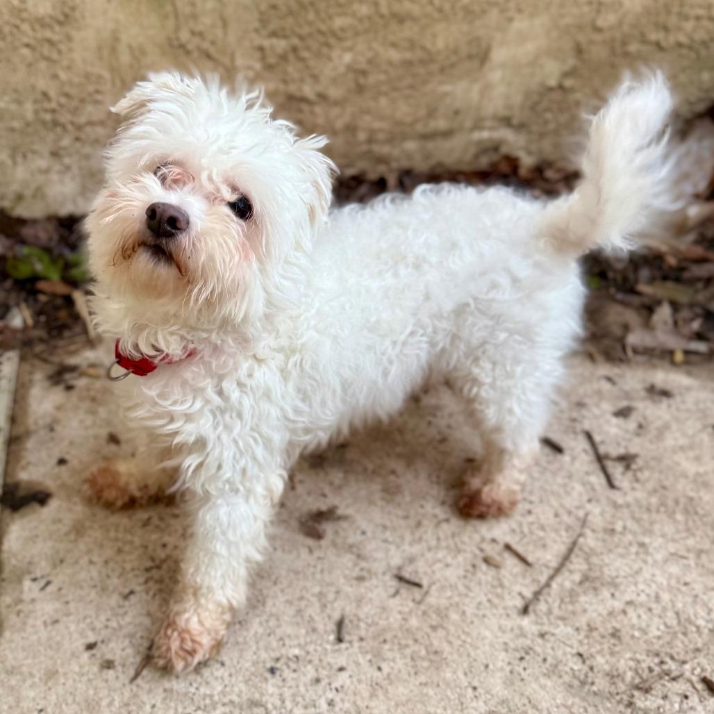 Snowman Sam, Adoptable, Adult Male Poodle.