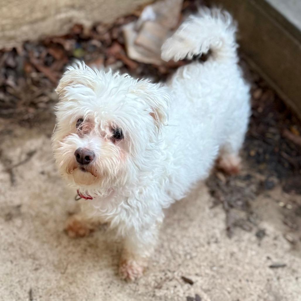 Enlarge Snowman Sam, a Adoptable Poodle in West Chester, PA image 2/6