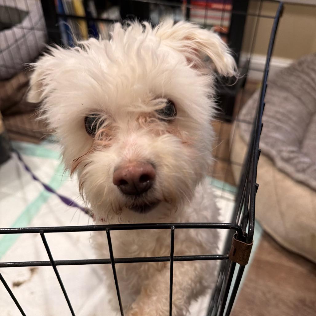 Snowman Sam, Adoptable, Adult Male Poodle.