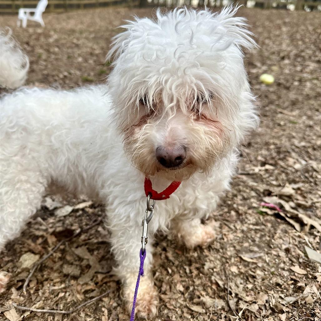 Enlarge Snowman Sam, a Adoptable Poodle in West Chester, PA image 4/6