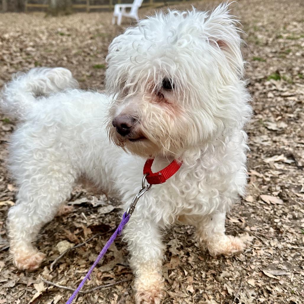 Enlarge Snowman Sam, a Adoptable Poodle in West Chester, PA image 5/6