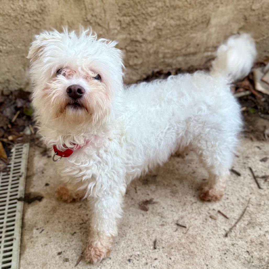 Enlarge Snowman Sam, a Adoptable Poodle in West Chester, PA image 6/6