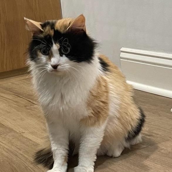 Solana, Adoptable, Adult Female Calico.