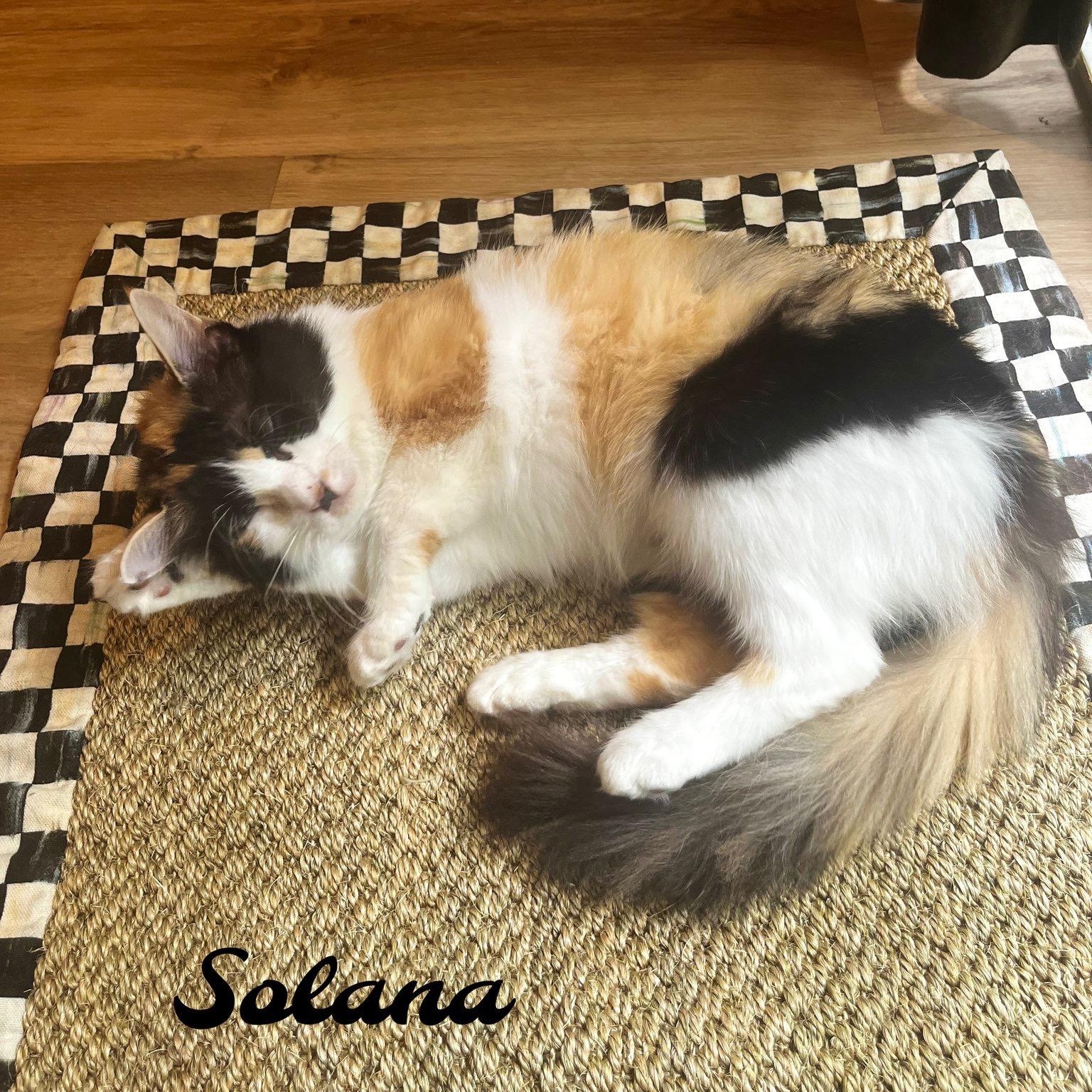 Enlarge Solana, a Adoptable Calico in Woodbridge, VA image 3/5
