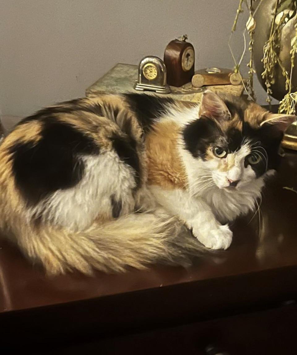 Enlarge Solana, a Adoptable Calico in Woodbridge, VA image 2/5