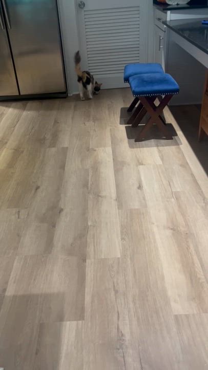 Enlarge Solana, a Adoptable Calico in Woodbridge, VA video 5/5