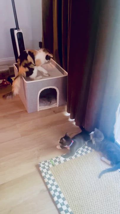 Enlarge Solana, a Adoptable Calico in Woodbridge, VA video 4/5