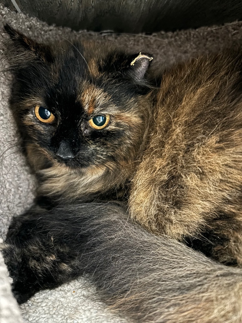 Lita, a Adoptable Domestic Long Hair in Richland Center, WI image 3/3