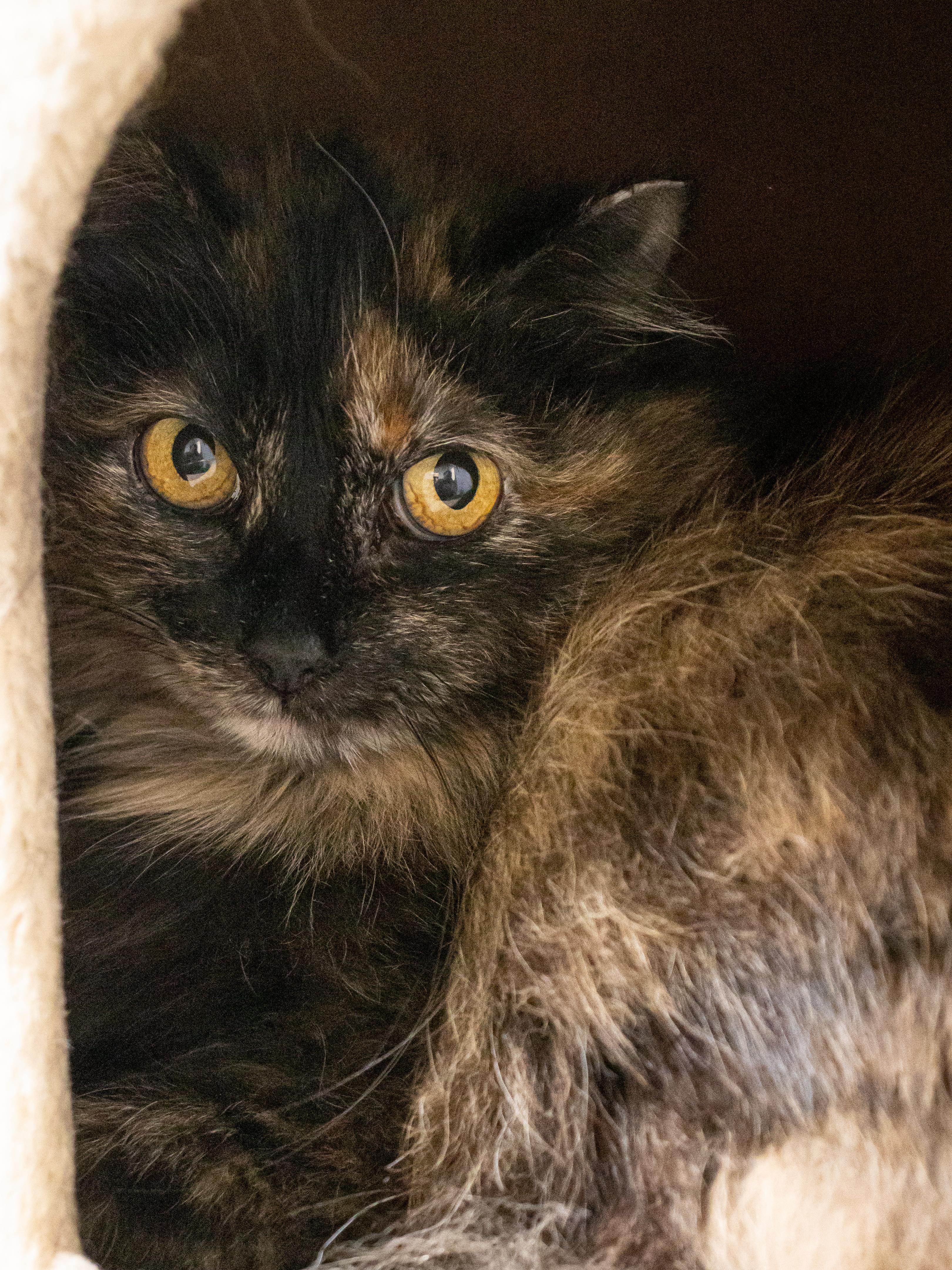 Lita, Adoptable, Adult Female Domestic Long Hair.