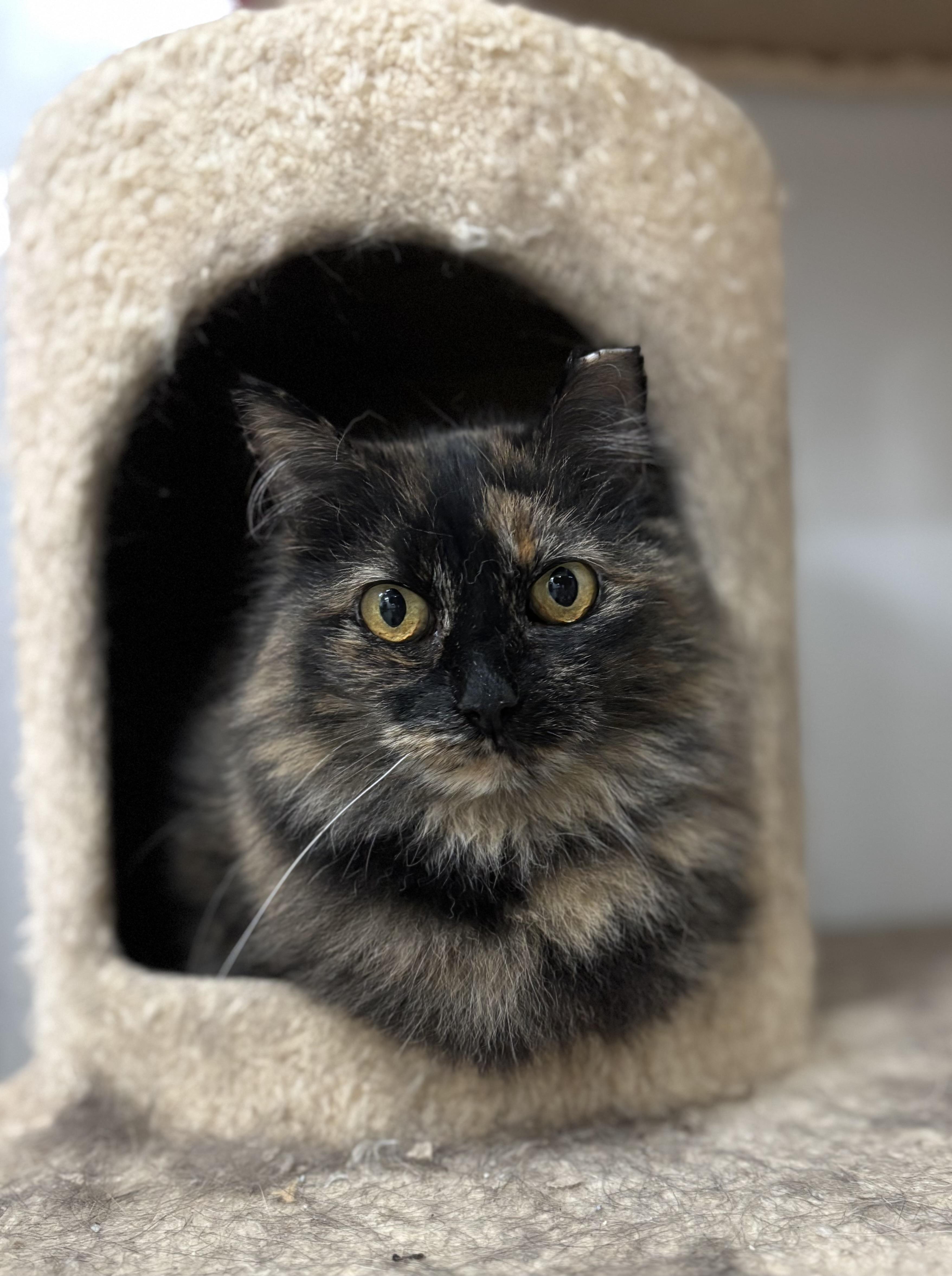 Lita, an adoptable Domestic Long Hair in Richland Center, WI, 53581 | Photo Image 1