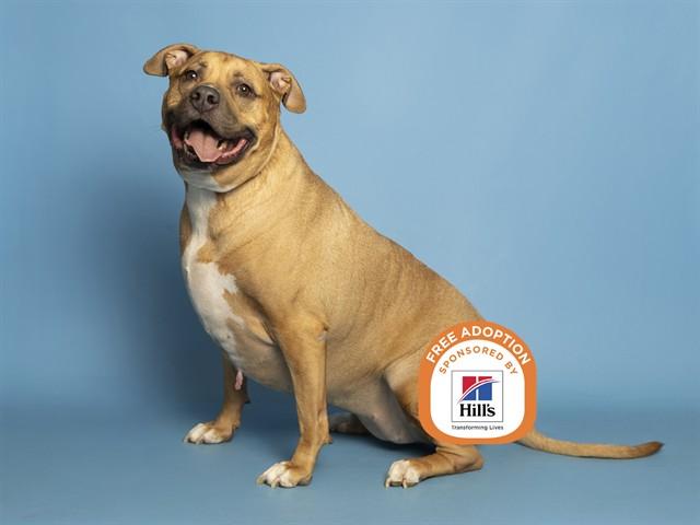 Enlarge NALA, a Adoptable Pit Bull Terrier in Phoenix, AZ image 1/1