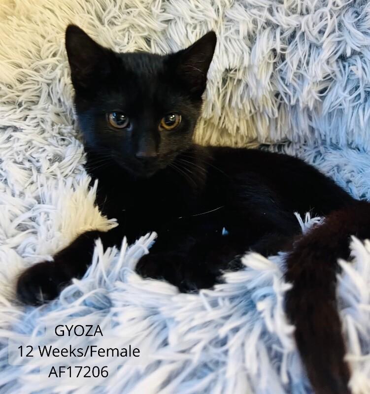Gyoza, Adoptable, Young Female Domestic Short Hair.